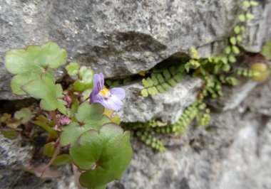 Sarmaşık yapraklı mor toadflax çiçeği, sarı benekli ve yakın plan yapraklı. Cymbalaria duvar resmi ya da Kenilworth sarmaşık bitkisi.