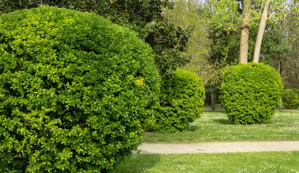 Evergreen spindle veya euonymus japonicus parlak yeşil budanmış çalılar. Parlak yapraklı dünya biçimi.