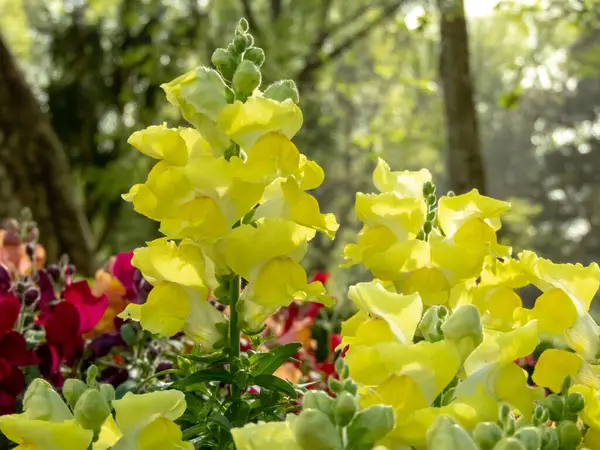 Common Snapdragon Ярко Желтые Цветы Antirhinum Majus Цветущее Растение Саду Стоковое Фото