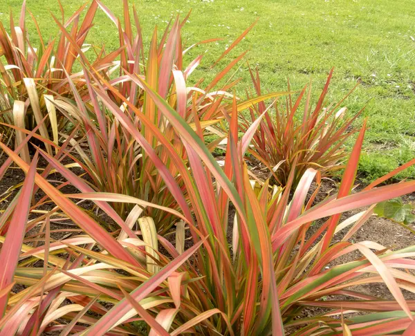 新西兰亚麻或新西兰大麻叶条纹青铜 绿色和玫瑰红色 钕氧化季铵盐工厂 图库图片
