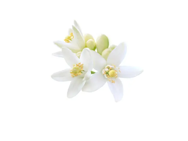 Flores Laranjeira Cacho Closeup Isolado Branco Flor Neroli Branco Citrus Fotografias De Stock Royalty-Free