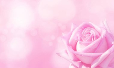 Bulanık arka planın köşesinde pembe melez çayı var. Kopyalama alanı olan tebrik kartı.