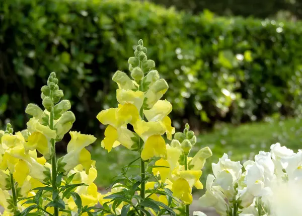园中盛开的兰花 常见的金龙鲜黄的花 免版税图库照片