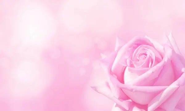 Розовый Гибридный Чай Розы Углу Размытого Фона Открытка Копировальным Местом Стоковая Картинка