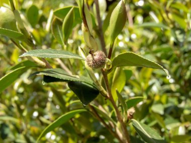 Meyveli kamelya sasanqua şubesi. Yenilebilir çay tohumu yağının kaynağı.