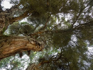 Melaleuca linariifolia ağaç tacı ve gövdesi. Yazın, dar yapraklı kağıt kabuğu, keten yapraklı kağıt kabuğu ya da...
