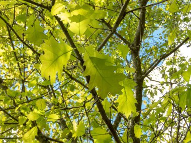 Quercus rubra ya da kuzey kırmızı meşe bitkisi baharda parlak yeşil yapraklı