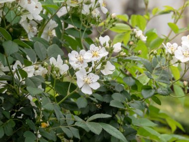 Rosa multiflora veya Rosa polyantha bitkisi. Multiflora gülü ya da bebek gülü ya da Japon gülü ya da çok çiçekli gül ya da