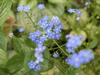 Brunnera makrophylla ya da largeleaf brunnera mavi çiçekleri yakın plan. Harika 