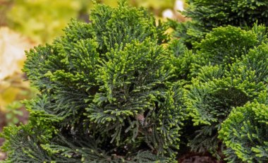 Chamaecyparis obtusa süs bitkisi. Japon selvi, hinoki selvi ya da hinoki koyu yeşil desenli yapraklar..