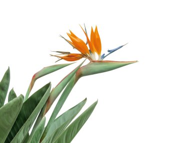Strelitzia çiçeği ve yaprakları beyaz arka planda tek başına kalmış. Cennet kuşu ya da çiçek açan turna çiçeği. Strelitzia reginae.