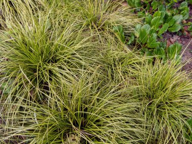 Carex oshimensis süs otu. Bahçedeki Japon saz bitkileri. Çeşitli yeşilliklerle sabitle.