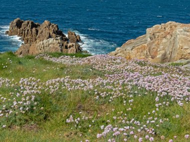 Abundance of armeria pubigera flowering plants on the grassland near the sea in La Coruna,Galicia,Spain. clipart