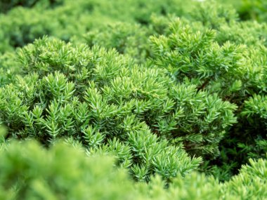 Juniperus procumbens yavaş büyüyen tesis. Selvi familyasından kayalık bahçeler için Cupressaceae