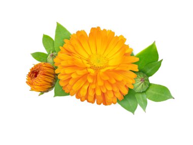 Marigold flowering medicinal plant. Calendula officinalis bright orange flower, buds and leaves bunch isolated on white. clipart