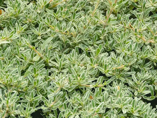 stock image Coprosma kirkii variegata ornamental plant with decorative green and white foliage