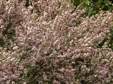 Leptospermum scoparium veya manuka dalları bol pembe çiçeklerle dolu..