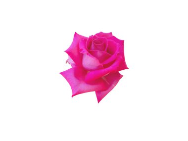 Beyaz üzerine izole edilmiş pembe gül çiçeği. Zarif melez çayı çiçek açtı. Klasik gül çiçeği şekli.