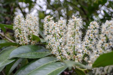 Prunus Laurocerasus çiçek açan bitki. Kirazlı defne güzel krem beyaz çiçekler sarımsı erkek çiçekleri