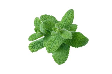 Mentha ya da nane yeşili kabarık dallar beyaza izole edilmiş. Mutfak bitkisi yaprakları. Elma nanesi ya da mentha suaveolens bitkisi. Aromaterapi veya bitkisel çay malzemesi.