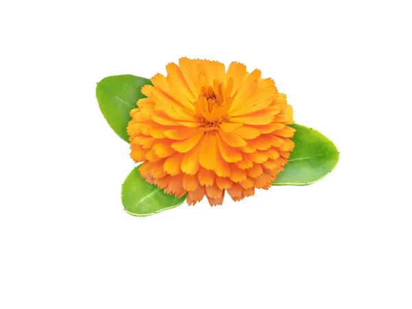 Stock image Marigold flowering medicinal plant. Calendula officinalis bright orange flower and green leaves isolated on white. 