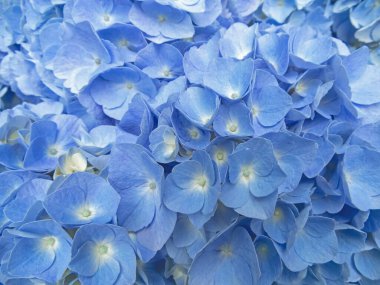 Açık mavi ortanca çiçekleri estetik arka plan. Hortensiya çiçekli bitki. Hydrangea makrophylla çiçek açtı.