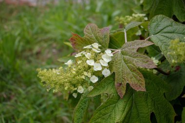 Oakleaf hydrangea white flowers panicle,pale green buds and decorative textured leaves. Hydrangea quercifolia or oak-leaved hydrangea flowering plant. clipart