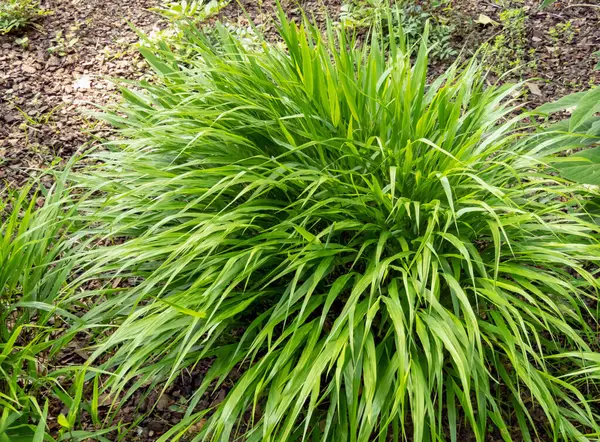stock image Hakonechloa macra or Japanese forest grass cascading ornamental grass. Hakone ornamental grass bright green foliage.