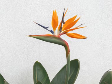 Strelitzia çiçek kafası ve beyaz kırsal duvar arka planında yapraklar. Cennet kuşu ya da çiçek açan turna çiçeği. Strelitzia reginae