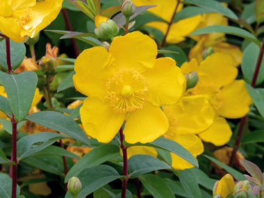 Hypericum patulum, goldencup St. John 's wort veya sarı camqueta veya hypericum x hidcoteense çiçek kapağı