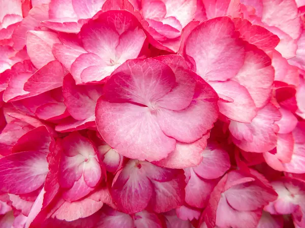 stock image Red hydrangea flowers with light central part hydrangea flowers aesthetic background. Hortensia flowering plant. Hydrangea macrophylla in bloom.