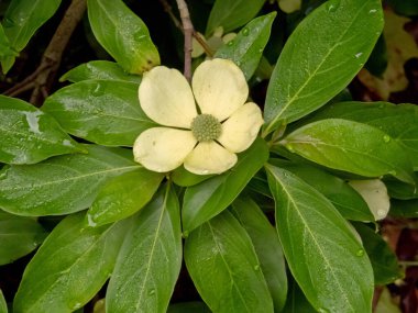 Cornus capitata flower with white greenesh bracts close-up. Five petals flower head. Evergreen dogwood flowering ornamental plant with lush foliage clipart