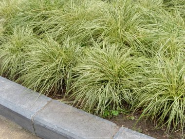 Carex oshimensis, yeşil çizgili yeşil yapraklı süs otları. Şehir tasarımında Japon saz bahçesi.