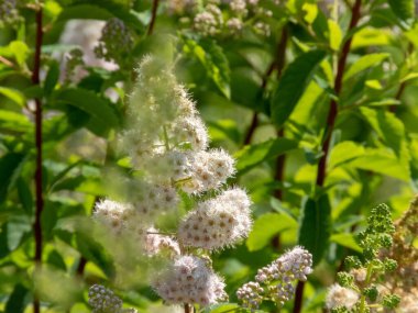 Spiraea alba çiçekli bitki. Meadowsweet beyaz pembe çiçekler sivri uçlu küme ve parlak yeşil bulanık yaprak oluşturur. Soluk gelincik süsleme çalısı.