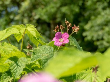 Rubus kokusu mor beş taç yaprağı çiçeği ve parlak yapraklar. Mor çiçekli ahududu çiçeği bitkisi. Virginia ahududu süslemesi.