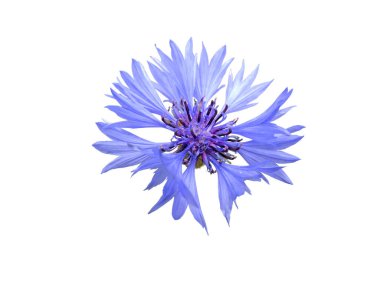 Mısır çiçeği ya da bekarlığa veda düğmesi, beyaz üzerine izole edilmiş mavi çiçek. Centaurea siyanus çiçekli çiçek başlığı.