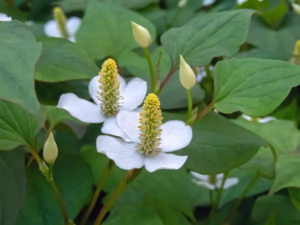 stock image Houttuynia cordata flowering plant in the shady garden. Chameleon plant or fish mint greenish-yellow flowers on a terminal spike with four large white bracts