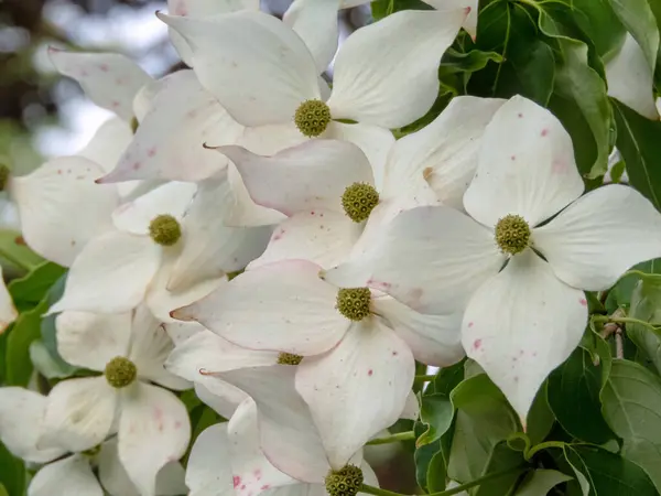 stock image Cornus kousa white flowers with four bracts close-up. Japanese dogwood ornamental plant abundant flowering. Four petals flowers.