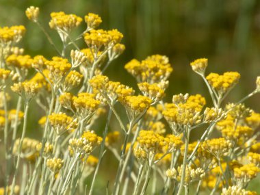 Helichrysum stoechas small globular yellow flowers. Mediterranean strawflower. clipart