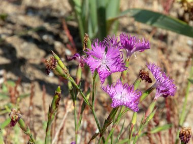 Pembe püsküllü çiçek bitkisi. Dianthus hissopipilius pembe çiçekler ve püsküllü yapraklar.