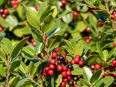 Rhamnus alaternus,Italian buckthorn or Mediterranean buckthorn plant with glossy evergreen leaves and red and black berries. clipart