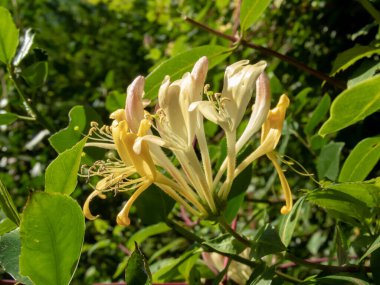 Lonicera periclymenum, hanımeli, yaygın hanımeli, Avrupa hanımeli, ya da sarımsı çiçekli ve pembe tomurcuklu ahşap çiçeği parlak yeşil yapraklı