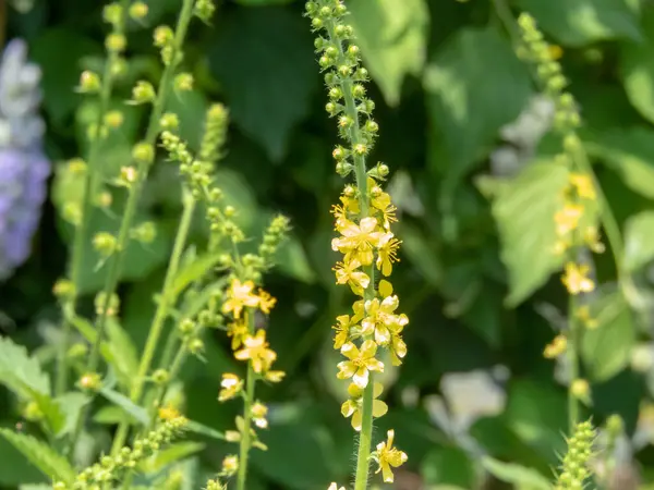 stock image Agrimonia eupatoria yellow flowers. Common agrimony plant symbol of thankfulness and gratitude. Church steeples flowering plant. Sticklewort spikes.