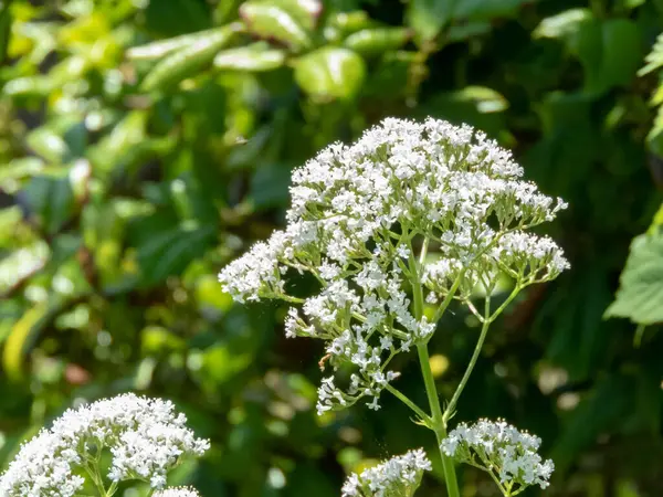 stock image Valerian white flowers. Valeriana officinalis sedative or tranquilliser medicinal plant inflorescence.