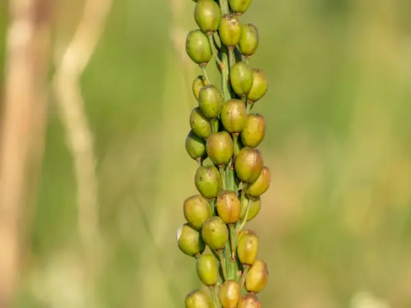 stock image Asphodelus albus or white asphodel plant stem with egg shaped yellow green seed capsules.