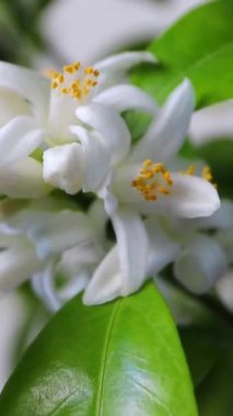 Rüzgarın dikey klibinde sallanan portakal ağacı çiçeği. Beyaz kalamondin narenciye çiçekleri ve tomurcukları. Fleur d 'portakal çiçeği. Neroli kokulu çiçek. Güzel Azahar çiçekli yakın plan.