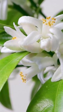 Su damlalarıyla birlikte portakal ağacı çiçeği dikey video. Beyaz kalamondin narenciye çiçekleri ve tomurcukları. Fleur d 'portakal çiçeği. Neroli kokulu çiçek. Güzel Azahar çiçekli yakın plan.