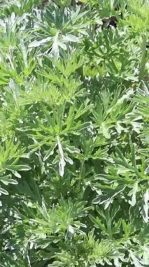 Grand Wormwood veya Absinth Sageworth veya Absinyum bitkisinin dikey videosu. Artemisia absinthium