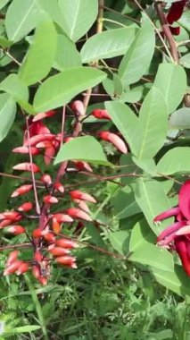 Erythrina crista-galli ya da horoz çıkıntısı mercan dalları dikey kırmızı çiçeklerle dikey video. Ceibo, Arjantin 'in ulusal ağacıdır. Çiçeği Arjantin ve Uruguay 'ın ulusal çiçeğidir..  