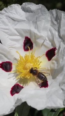 Arı kistus ladanifer ya da Labdanum ya da sakızgül çiçekli dikey bitki videosundan nektar toplar. Buruşuk yapraklı beyaz kahverengi çiçekler. 